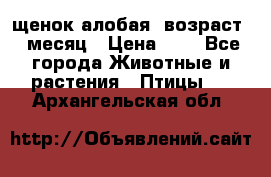 щенок алобая .возраст 1 месяц › Цена ­ 7 - Все города Животные и растения » Птицы   . Архангельская обл.